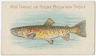 T58 88 Red Throat or Rocky Mountain Trout.jpg
